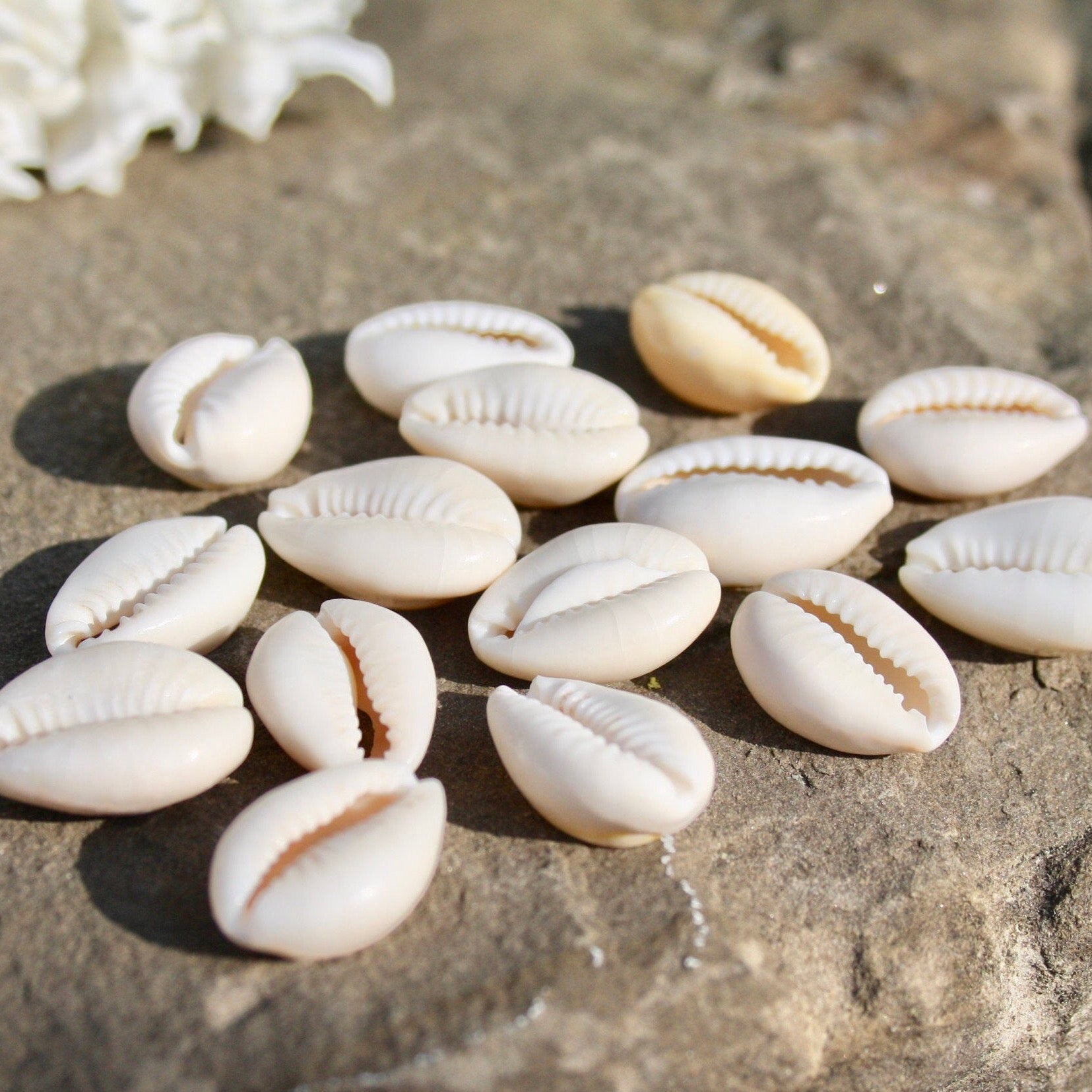 Mucshel Beige